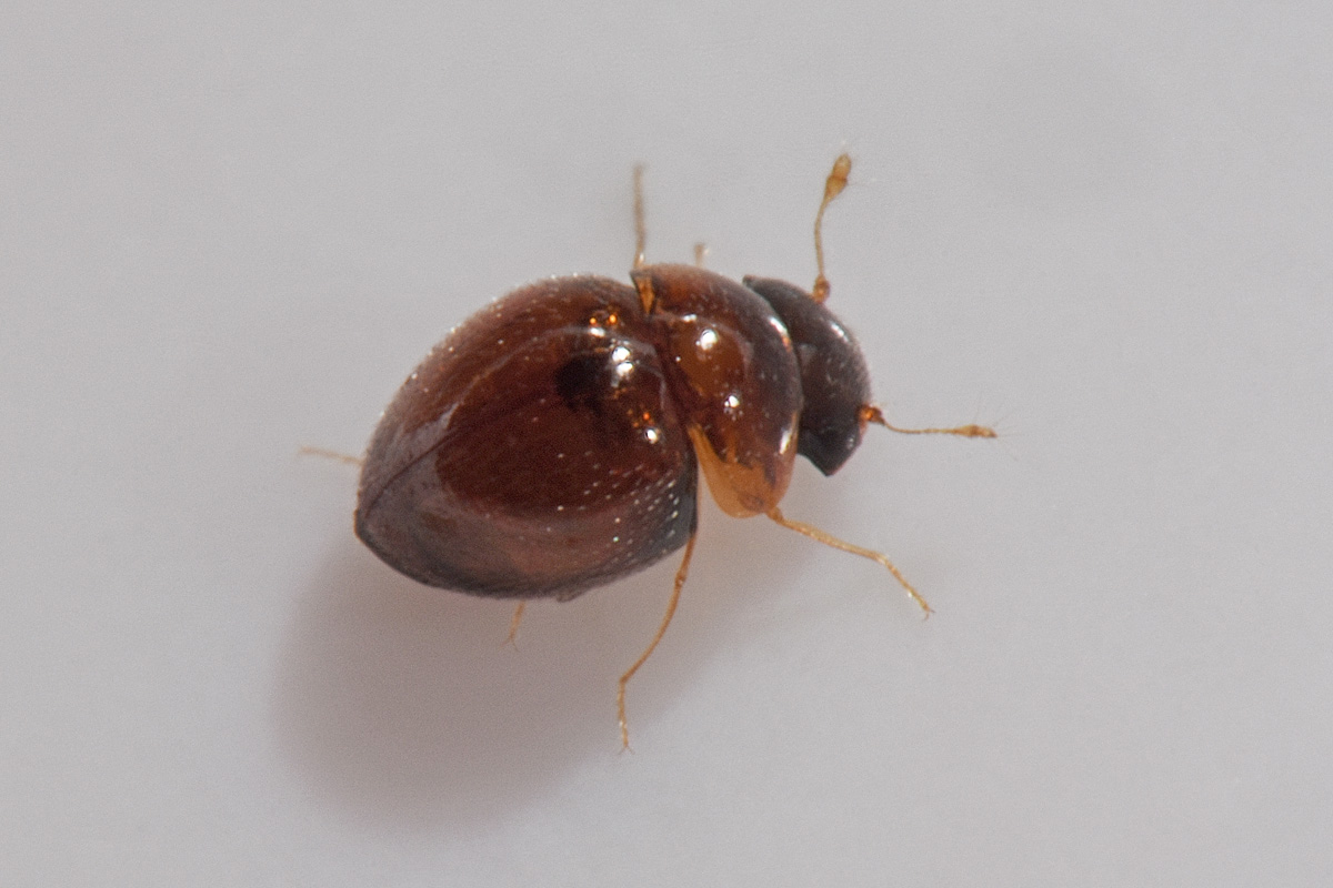 Clambidae: cfr. Clambus sp.